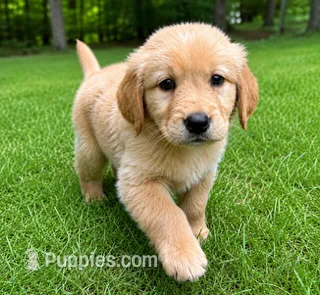 Rocky – Golden Retriever puppy for sale in New Baltimore, MI