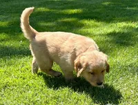 Watson , a male Golden Retriever for sale in New Baltimore, MI – 2 of 5