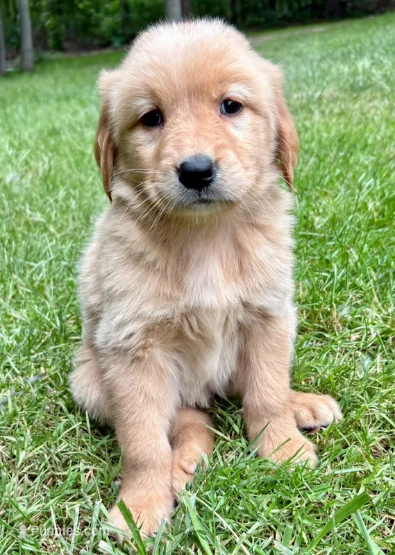 Murphy – Golden Retriever puppy for sale in New Baltimore, MI