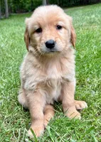 Murphy, a female Golden Retriever for sale in New Baltimore, MI – 1 of 6