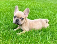 Louie, a male French Bulldog for sale in New Baltimore, MI – 5 of 6