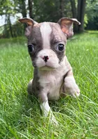 Chloe, a female Boston Terrier for sale in New Baltimore, MI – 4 of 4