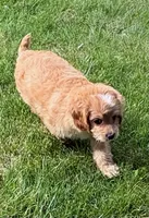 Bear, a male Cavapoo for sale in New Baltimore, MI – 4 of 6