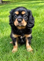 Bentley, a male Cavalier King Charles Spaniel for sale in New Baltimore, MI – 3 of 4