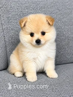 Biscuit  – Pomeranian puppy for sale in New Baltimore, MI