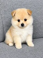 Biscuit , a male Pomeranian for sale in New Baltimore, MI – 1 of 3