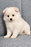Nugget, a male Pomeranian for sale in New Baltimore, MI – 2 of 3