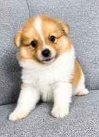 Waffles, a male Pomeranian for sale in New Baltimore, MI – 3 of 4