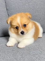 Waffles, a male Pomeranian for sale in New Baltimore, MI – 4 of 4