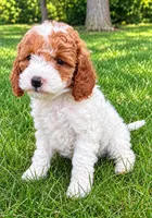 Bonnie, a female Cavapoo for sale in New Baltimore, MI – 2 of 4