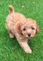 Buddy, a male Cavapoo for sale in New Baltimore, MI – 4 of 5