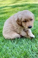 Watson , a male Golden Retriever for sale in New Baltimore, MI – 4 of 5