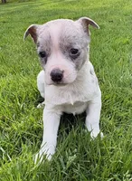 Dallas, a male Chihuahua for sale in New Baltimore, MI – 4 of 5