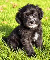 Benji, a male Shihpoo for sale in New Baltimore, MI – 3 of 4