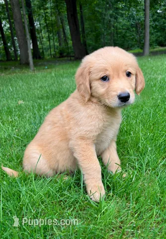 Sadie – Golden Retriever puppy for sale in New Baltimore, MI