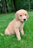 Sadie, a female Golden Retriever for sale in New Baltimore, MI – 1 of 3