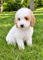 Millie, a female Poodle - Miniature  for sale in New Baltimore, MI – 5 of 5