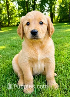 Rocky – Golden Retriever puppy for sale in New Baltimore, MI