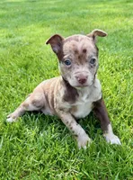 Georgia, a female Chihuahua for sale in New Baltimore, MI – 4 of 5