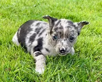 Brooklyn, a female Chihuahua for sale in New Baltimore, MI – 4 of 4