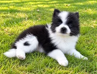 Abby, a female Pomeranian for sale in New Baltimore, MI – 3 of 4
