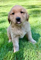 Watson , a male Golden Retriever for sale in New Baltimore, MI – 3 of 5