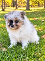 Bonnie , a female Yorkshire Terrier for sale in New Baltimore, MI – 3 of 4