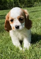 Alice, a male Cavalier King Charles Spaniel for sale in New Baltimore, MI – 2 of 4