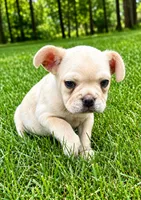 Leo, a male French Bulldog for sale in New Baltimore, MI – 5 of 6