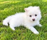Ace, a male Pomeranian for sale in New Baltimore, MI – 3 of 4