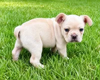 Leo, a male French Bulldog for sale in New Baltimore, MI – 4 of 6
