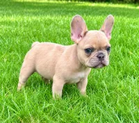 Louie, a male French Bulldog for sale in New Baltimore, MI – 2 of 6