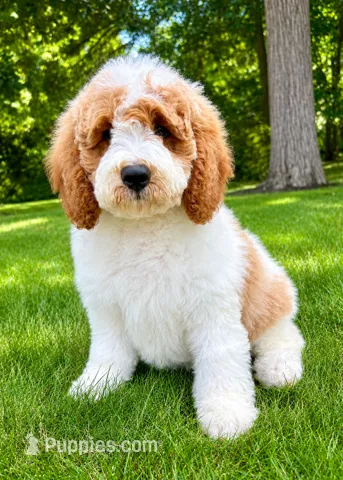 Tucker – Miniature Goldendoodle puppy for sale in New Baltimore, MI