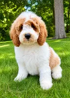 Tucker, a male Miniature Goldendoodle for sale in New Baltimore, MI – 1 of 6
