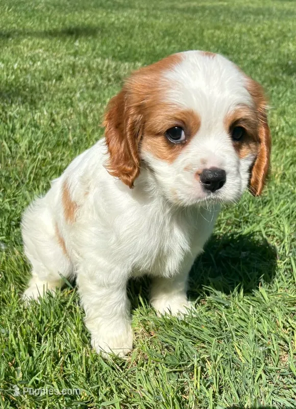 Ace – Cavalier King Charles Spaniel puppy for sale in New Baltimore, MI