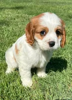 Ace, a male Cavalier King Charles Spaniel for sale in New Baltimore, MI – 1 of 4