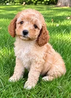 Brooke, a female Cavapoo for sale in New Baltimore, MI – 3 of 4