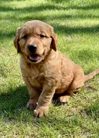 Willow, a female Golden Retriever for sale in New Baltimore, MI – 2 of 3