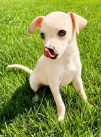 Duke , a male Chihuahua for sale in New Baltimore, MI – 5 of 5