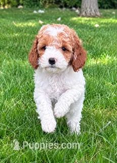 Bonnie – Cavapoo puppy for sale in New Baltimore, MI