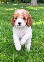 Bonnie, a female Cavapoo for sale in New Baltimore, MI – 1 of 4