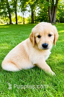 Ruby – Golden Retriever puppy for sale in New Baltimore, MI