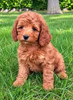 Bella, a female Cavapoo for sale in New Baltimore, MI – 4 of 4