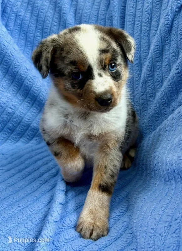 Jack – Australian Shepherd puppy for sale in New Baltimore, MI