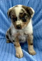 Jack, a male Australian Shepherd for sale in New Baltimore, MI – Photo 5 of 5