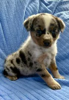 Jack, a male Australian Shepherd for sale in New Baltimore, MI – Photo 4 of 5