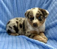 Jack, a male Australian Shepherd for sale in New Baltimore, MI – Photo 3 of 5