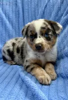 Jack, a male Australian Shepherd for sale in New Baltimore, MI – Photo 2 of 5