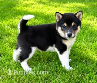 Bella – Shiba Inu puppy for sale in New Baltimore, MI