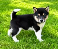 Bella, a female Shiba Inu for sale in New Baltimore, MI – 1 of 5
